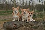 CORGI PEMBROKE 1395
